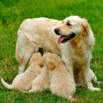 Mama Golden retriever con sus cachorros