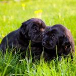 Cachorros de Two cute en la hierba